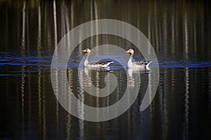 Greylag Geese on Lake