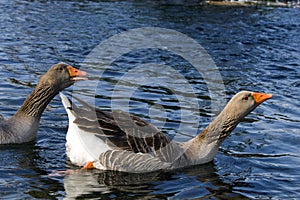 Greylag geese on lake