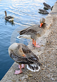 Greylag geese Anser anser preening by a lake