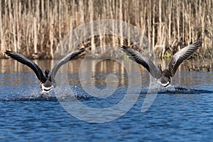 Greylag geese landing on a lake