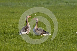 Greylag geese in meadow