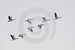 Greylag Geese migration photo