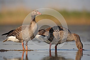 Greylag Geese photo