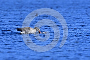 Greylag geese in spring in saxon