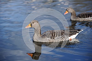 Greylag Geese swimming on a lake