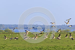 Greylag geese taking off