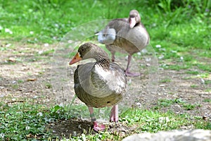 Greylag geese in img