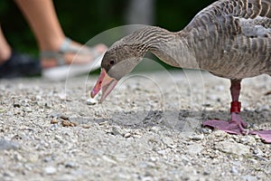 Greylag geese in img