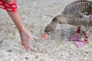 Greylag geese in img