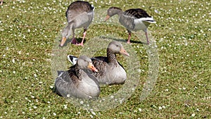 Greylag geeses in the spring meadow