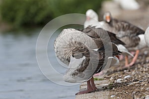 Greylag goose