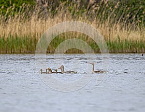 Greylag goose adults and Goslings swimming together