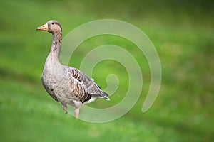 Greylag Goose, Anser anser