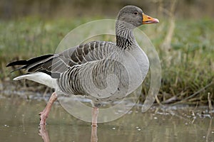 Greylag Goose - Anser anser