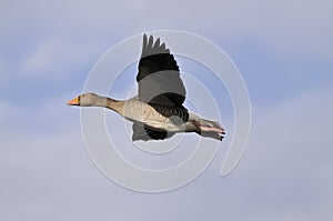 Greylag Goose - Anser anser