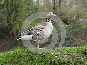 Greylag goose, Anser anser