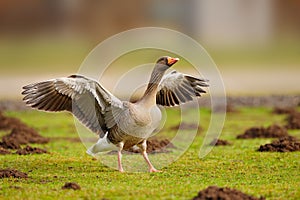 Greylag Goose (Anser anser)