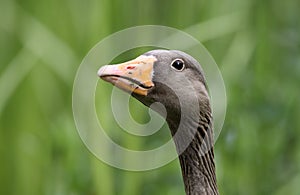 Greylag goose, Anser anser