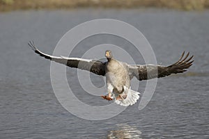 Greylag goose, Anser anser