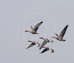 Greylag Goose (Anser Anser)