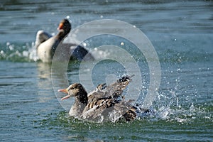 Greylag Goose (Anser anser)