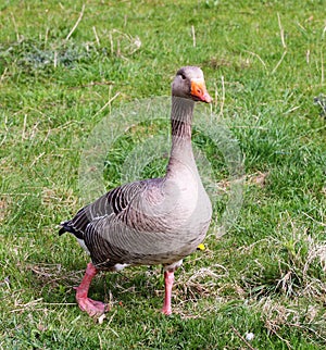 Greylag Goose (Anser anser)