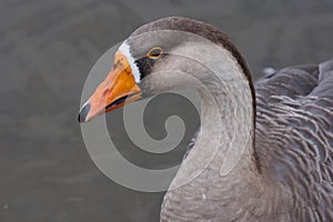 Greylag Goose (Anser anser anser)