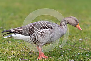 Greylag goose - Anser anser