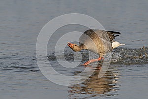 Greylag Goose Anser anser chasing another male goose in territorial display.