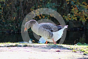 Greylag goose
