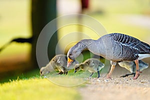 Greylag Goose (Anser anser) family feeding along the edge of a path, taken in England