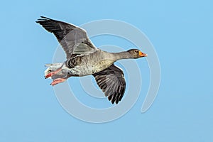 Greylag Goose - Anser anser in flight.