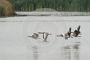Greylag Goose Anser anser  in flight above the water.