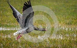 Greylag goose (Anser anser) Flying