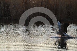 Greylag goose, anser anser, goose starting of from water. Greylag goose with open wings running on water