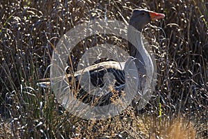 Greylag goose, Anser anser, in grass in natural reserve and national park Donana, Andalusia, Spain.