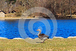 Greylag goose (Anser anser) on the green lawn by lake