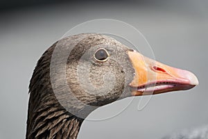 Greylag goose Anser anser large goose waterfowl Anatidae Portrait