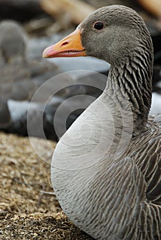 Greylag goose Anser anser near Thingvallavatn lake