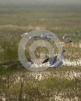 Greylag goose or Anser anser in open grass field with full wingspan closeup or portrait in natural scenic green background at