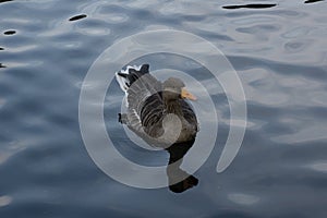 Greylag Goose / Anser anser portrait, swimming on a lake with reflections on water surface