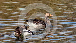 The greylag goose, Anser anser is a species of large goose in the waterfowl family Anatidae