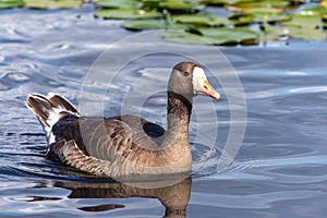 The greylag goose Anser anser is a species of large goose in the waterfowl family Anatidae swimming the Burnaby Lake along the