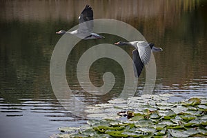 The greylag goose, Anser anser is a species of large goose in the waterfowl family Anatidae and the type species of the genus