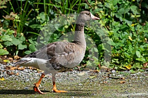 The greylag goose Anser anser is a species of large goose in the waterfowl family Anatidae walking along the shorline in Canada