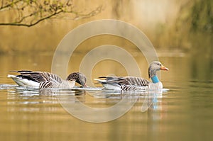 Greylag goose Anser Anser swimming