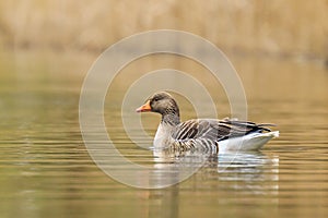Greylag goose Anser anser swimming