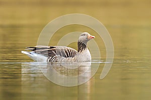 Greylag goose Anser anser swimming