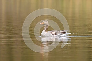 Greylag goose Anser anser swimming