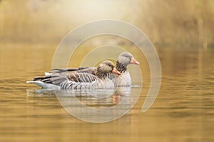 Greylag goose Anser anser swimming